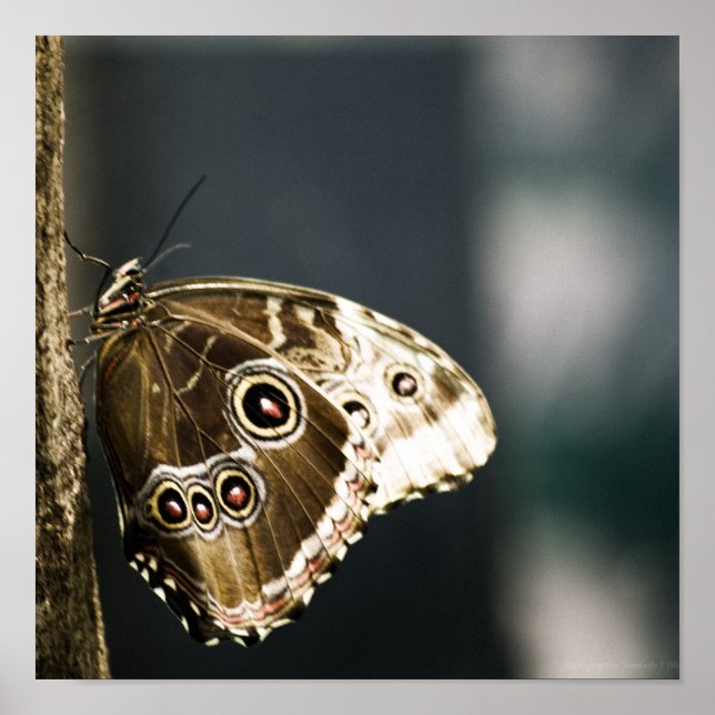 Morpho peleides Skriv ut Poster (Framsidan)