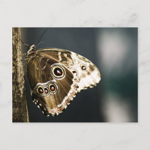 Morpho peleides vykort
