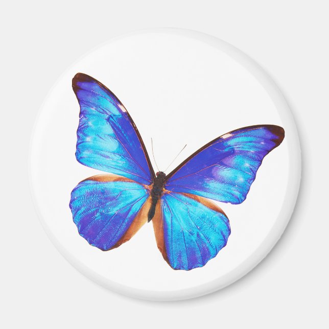Morpho rhetenor magnet (Framsidan)