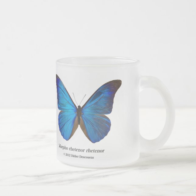 Morpho rhetenor rhetenor frostad glasmugg (Höger)