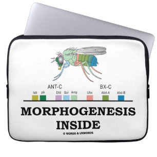 Morphogenesisinsida (DrosophilaHomeoboxgener) Laptop Sleeve