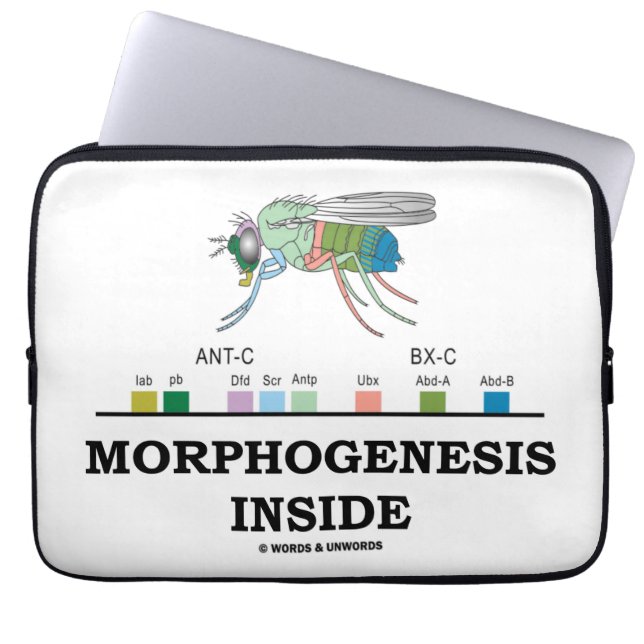 Morphogenesisinsida (DrosophilaHomeoboxgener) Laptop Sleeve (Framsidan)