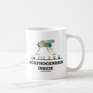 Morphogenesisinsida (klipska Drosophilagener för Kaffemugg