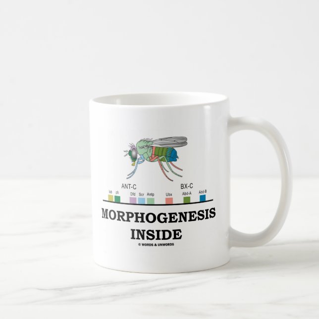 Morphogenesisinsida (klipska Drosophilagener för Kaffemugg (Höger)