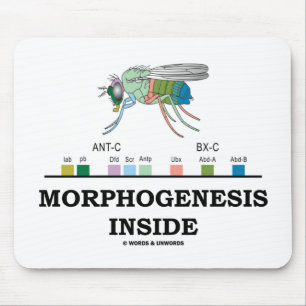 Morphogenesisinsida (klipska Drosophilagener för Musmatta