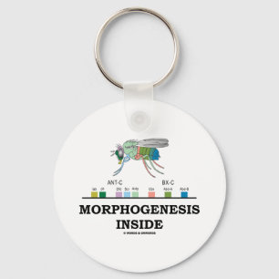 Morphogenesisinsida (klipska Drosophilagener för Nyckelring