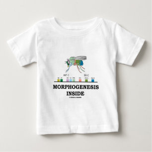 Morphogenesisinsida (klipska Drosophilagener för T Shirt