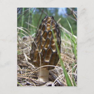 Morrell Mushroom Vykort