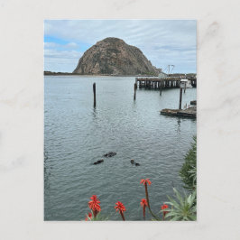 Morro Bay Sten med Otters Vykort