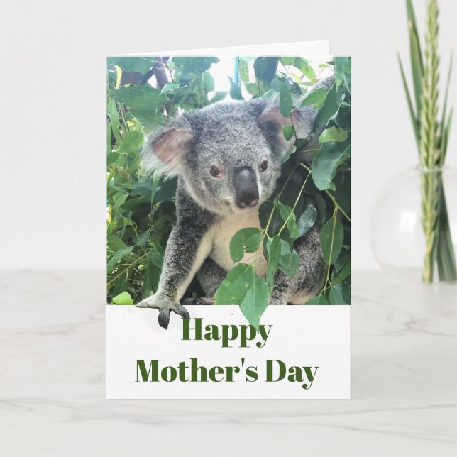 Mors dag Koala Eucalyptus träd Foto Helgkort (Framsida)