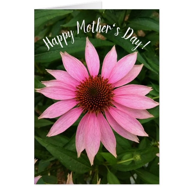 Mors dag-kort för Bright Lila Coneflower Hälsningskort (Framsidan)