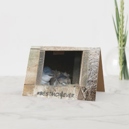 Mors dag-kort med små Penguins Kort