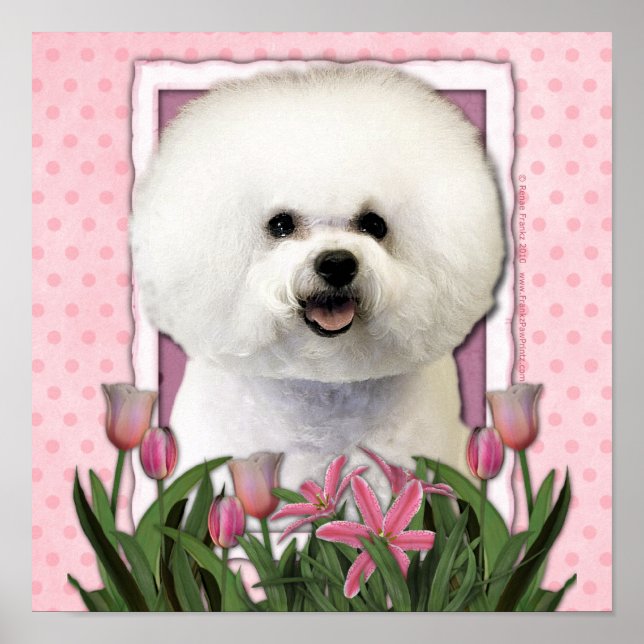 Mors dag - Rosa Tulips - Bichon Frise Poster (Framsidan)