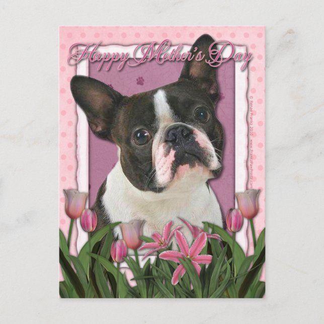 Mors dag - Rosa Tulips - Boston Terrier Vykort (Framsida)