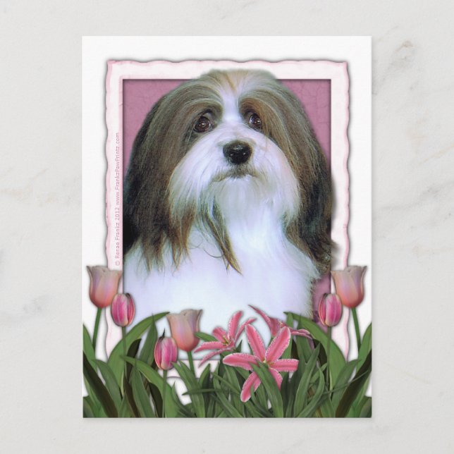 Mors dag - Rosa Tulips - Havanna Vykort (Framsida)