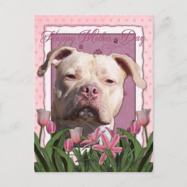 Mors dag - Rosa Tulips - Pitbull - Jersey Girl Vykort (Framsida)