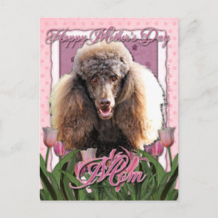 Mors dag - Rosa Tulips - Pudel - Choklad Vykort