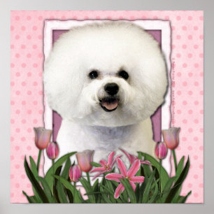 Mors dag - rosa tulpan - Bichon Frise Poster