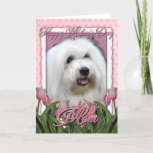 Mors dag - rosa tulpan - bomull de Tulear Kort