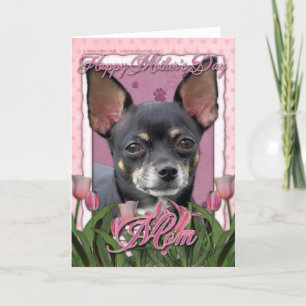Mors dag - rosa tulpan - Chihuahua - Isabella Kort