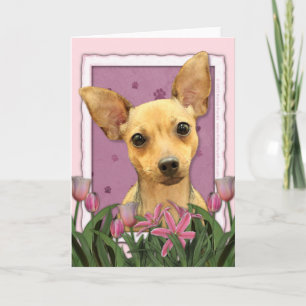 Mors dag - rosa tulpan - Chihuahua Kort