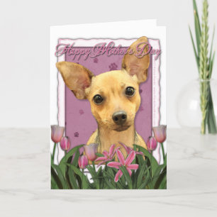 Mors dag - rosa tulpan - Chihuahua Kort