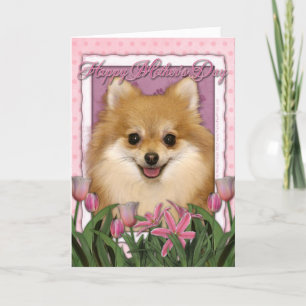 Mors dag - rosa tulpan - Pomeranian Kort