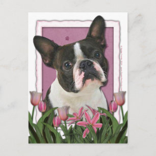 Mors dag - Rosa Tulpaner - Boston Terrier Vykort