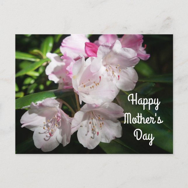 Mors dag Sakura Cherry Blommar #2 vykort (Framsida)
