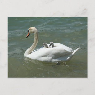 Mors dag svan fåglar natur söt vykort