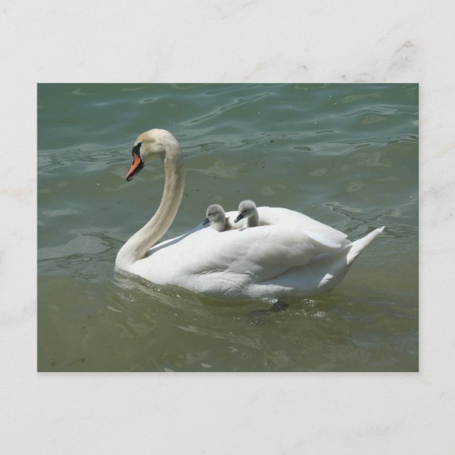 Mors dag svan fåglar natur söt vykort (Framsida)