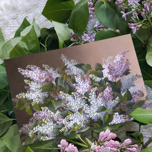 Mors dag Vintage Lilacs Kort