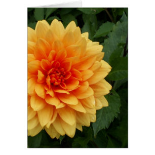Morsa Dahlia Hälsningskort