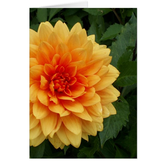 Morsa Dahlia Hälsningskort (Framsidan)