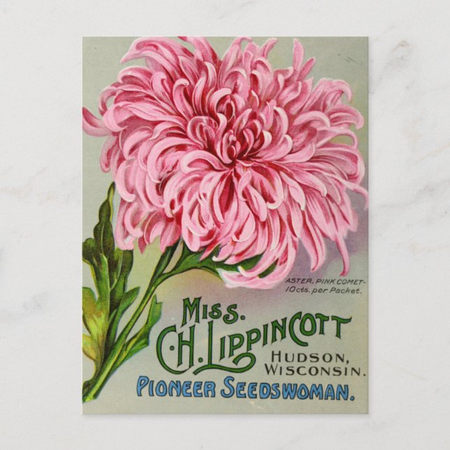 Morsa Flower Chrysanthemum Vintage vykort (Framsida)