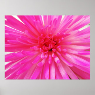 Morsa Flower Close-up (ljusnyare Rosa-fotboll) Poster