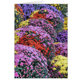 Morsa Hälsningskort