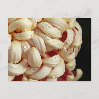 Morsa med vykort för vattendroppar