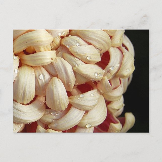 Morsa med vykort för vattendroppar (Framsida)