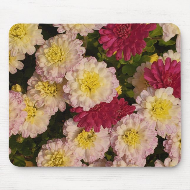 Morsa mousepad musmatta (Framsidan)