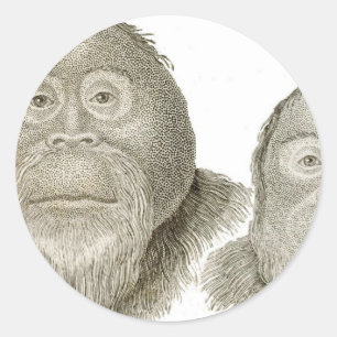 Morsa & Pa - BABOON COUPLE Runt Klistermärke