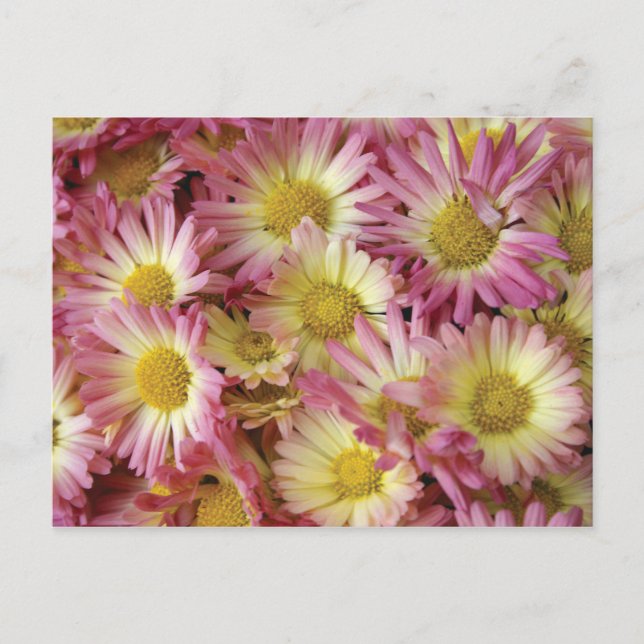 Morsa Vykort (Framsida)