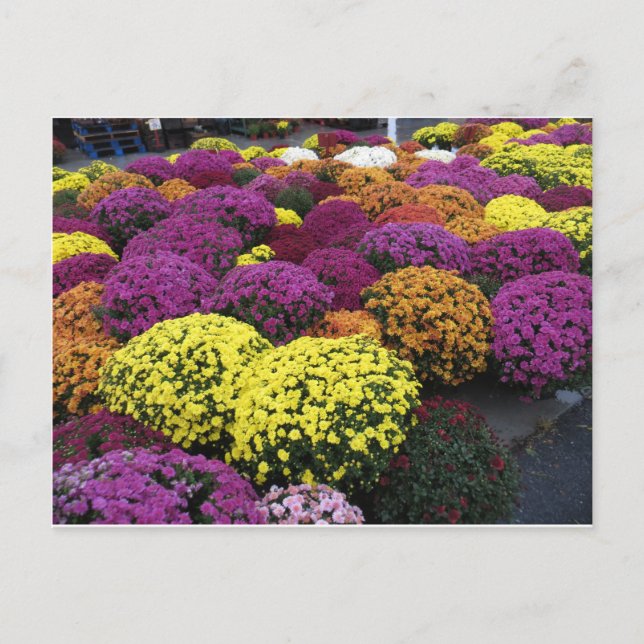 Morsa Vykort (Framsida)