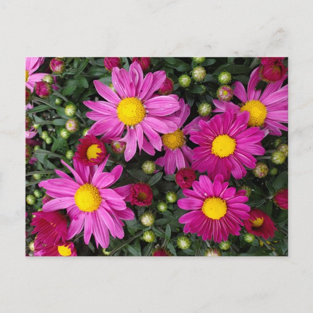 Morsa Vykort (Framsida)