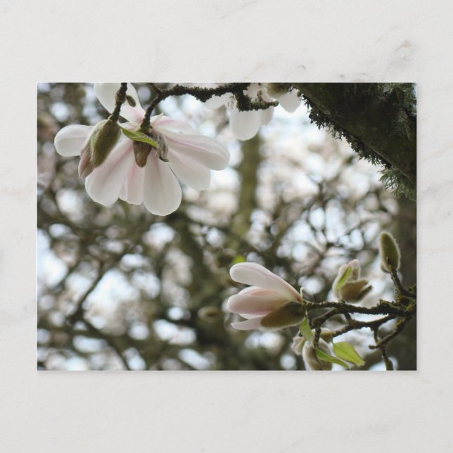 MORSDAGENS Blommor 20 Presentkort Mamma Mödrar Vykort (Framsida)