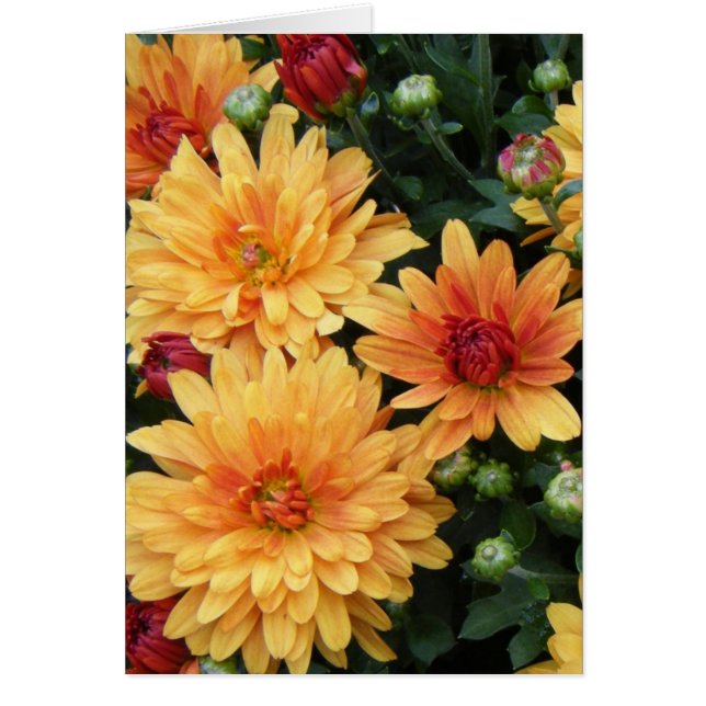 "Morsor ", Hälsningskort (Framsidan)