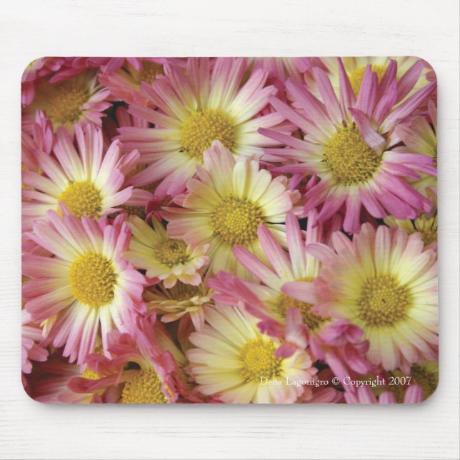 Morsor Musmatta (Framsidan)