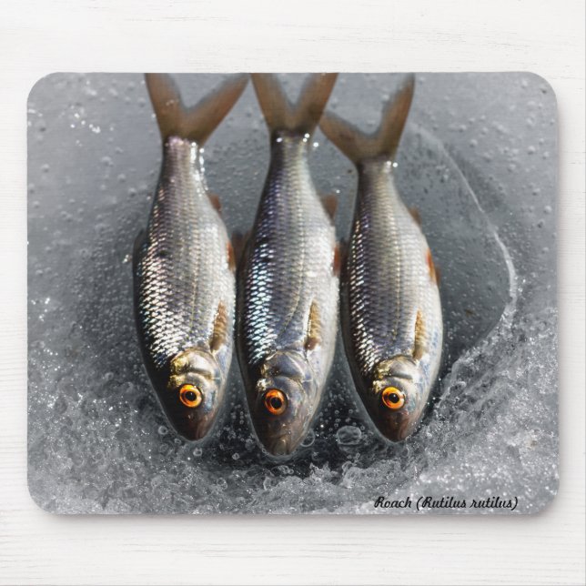 Mört Musmatta (Framsidan)