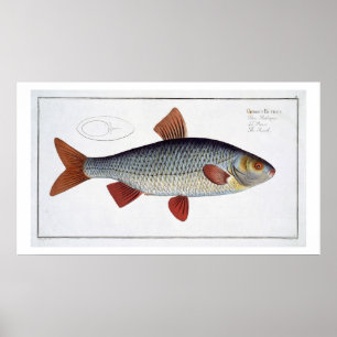 Mörten (Cyprinus Rutilis) pläterar II från Poster