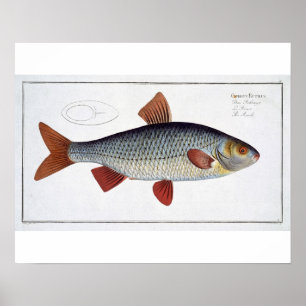 Mörten (Cyprinus Rutilis) pläterar II från Poster